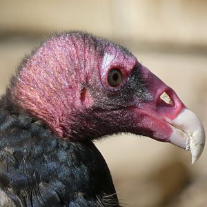Turkey vulture