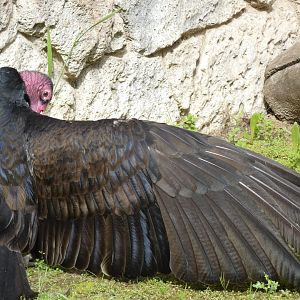 Turkey vulture