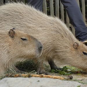 Capybaras