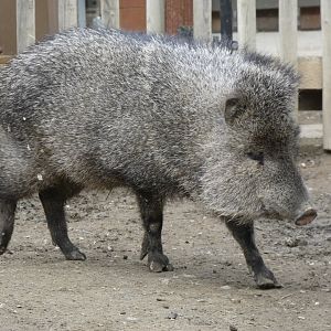 Eloise the last collared peccary