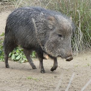 Chacoan peccary