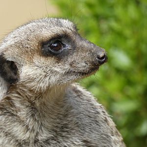 Meerkat