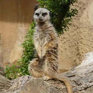 Meerkat