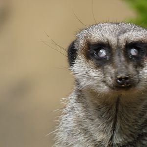 Weird meerkat eye thing