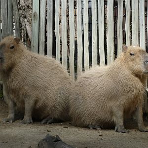 Capybaras