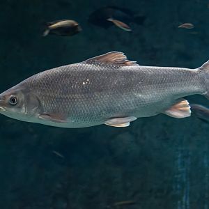 Fish ID - Zoo Wroclaw (Afrykarium)