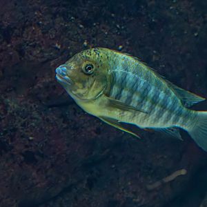 Fish ID - Zoo Wroclaw (Afrykarium)