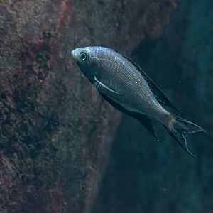 Fish ID - Zoo Wroclaw (Afrykarium)