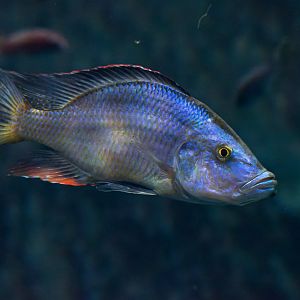 Fish ID - Zoo Wroclaw (Afrykarium)