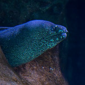 Moray eel ID - Zoo Wroclaw (Afrykarium)