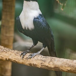 The white-necked myna (Streptocitta albicollis)