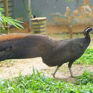 Vietnamese crested argus