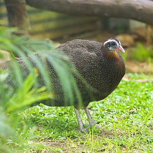 Vietnamese crested argus