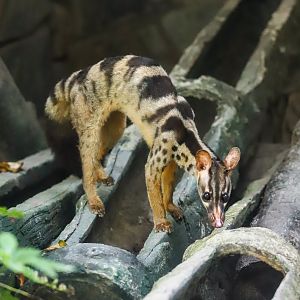 Owston's palm civet
