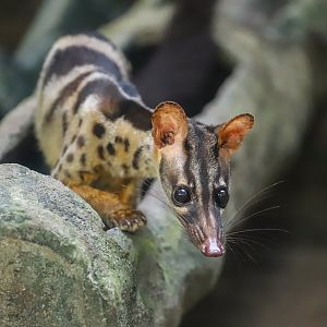 Owston's palm civet