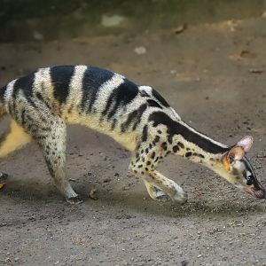 Owston's palm civet