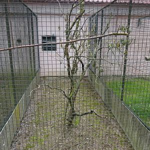 Helsingborg Djurpark - Parrot aviary #2