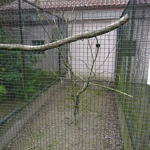Helsingborg Djurpark - Parrot aviary #3