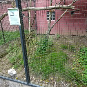 Helsingborg Djurpark - Parrot aviary #5