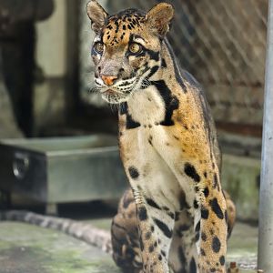 Clouded leopard
