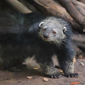 Binturong