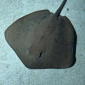 Unidentified spotted whipray #3 (Himantura sp.) in Blacktip Reef