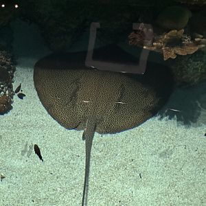 Unidentified spotted whipray #2 (Himantura sp.) in Blacktip Reef