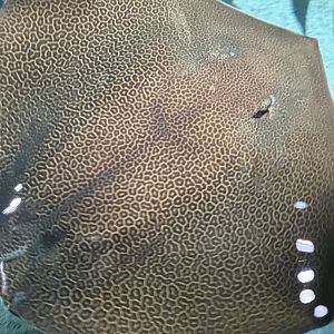 Unidentified spotted whipray #1 (Himantura sp.) in Blacktip Reef