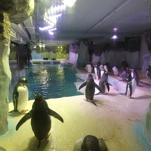 Gentoo penguin enclosure