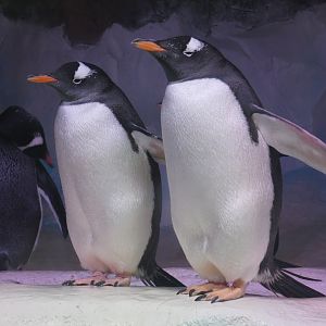 Subantarctic gentoo penguin