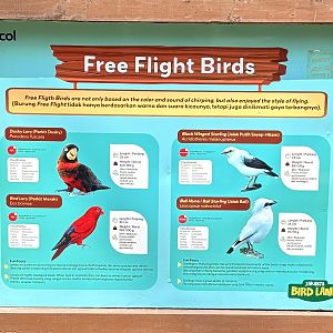 Free-Flight Birds - Jakarta Bird Land