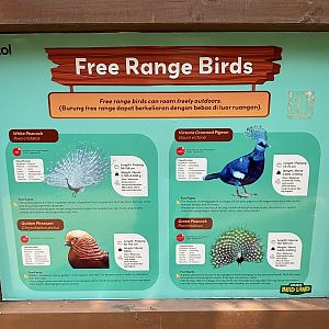 Free-Flight Birds - Jakarta Bird Land