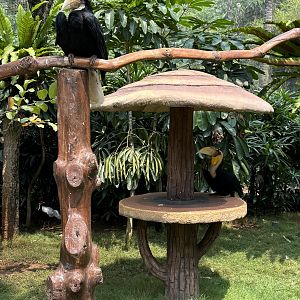 Free-Flight Wreathed Hornbills - Jakarta Bird Land