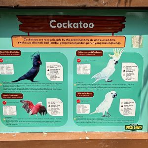 Free-Flight Birds - Jakarta Bird Land