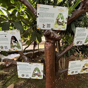 Free-Flight Birds - Jakarta Bird Land