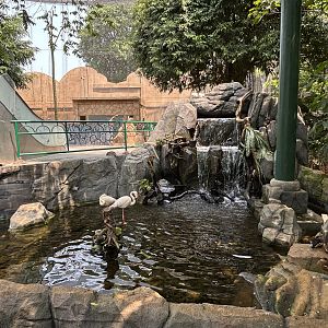 Greater Flamingo Pond - Jakarta Bird Land