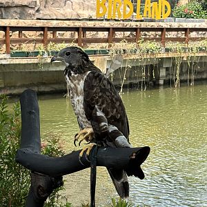 Oriental Honey Buzzard - Jakarta Bird Land