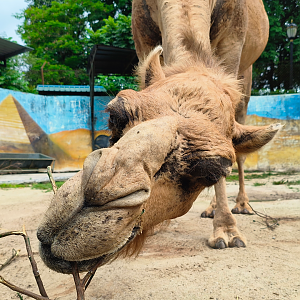 Zoo Johor - Dromedary Camel (Camelus dromedarius)
