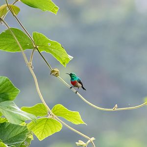 Tiny Sunbird