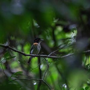Rufous-sided Broadbill