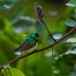 Collared Sunbird