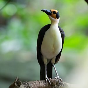 White-necked Rockfowl
