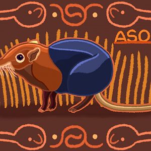 Black and Rufous Sengi