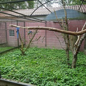 Helsingborg Djurpark - Parrot aviary #6