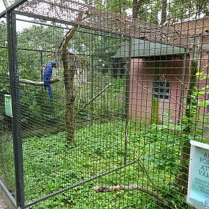 Helsingborg Djurpark - Parrot aviary #7