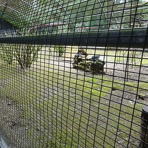 Helsingborg Djurpark - Free-flight aviary