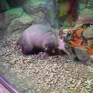 Aardvark (Orycteropus afer)