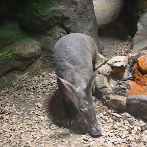 Aardvark (Orycteropus afer)
