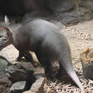 Aardvark (Orycteropus afer)