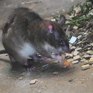 Southern giant pouched rat  (Cricetomys ansorgei)